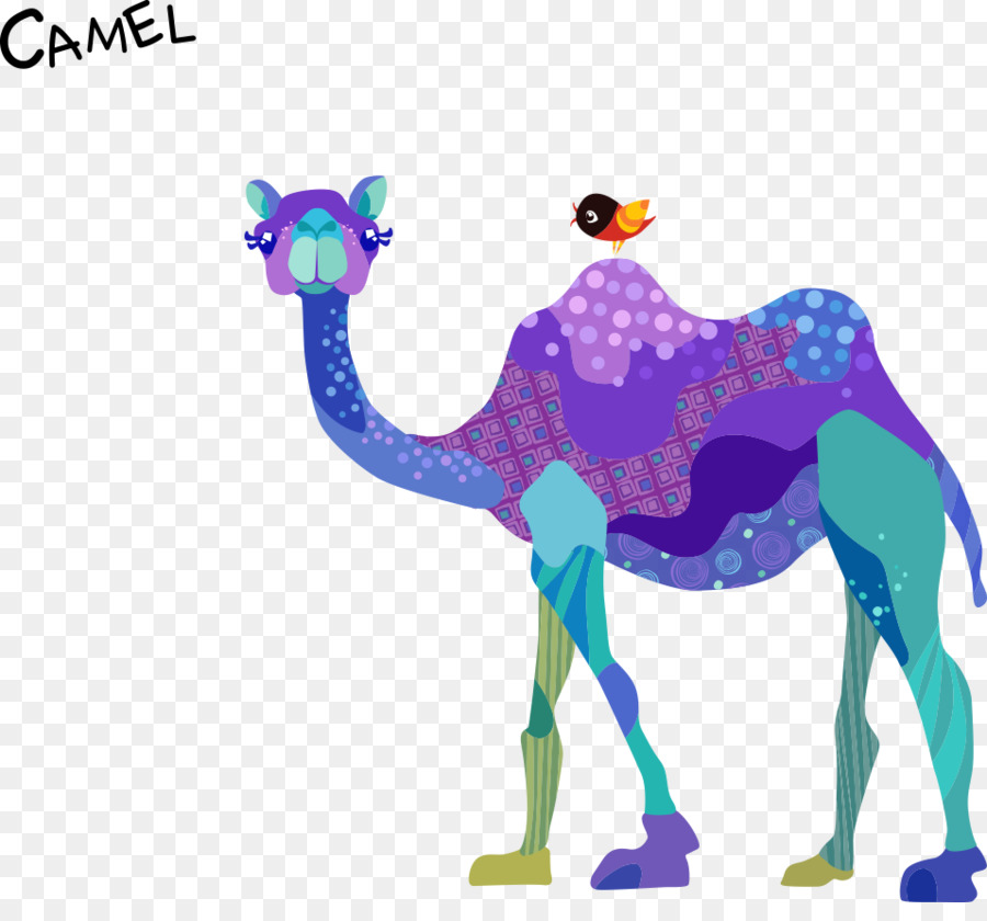 900x840 Dromedary Bactrian Camel Drawing Cartoon