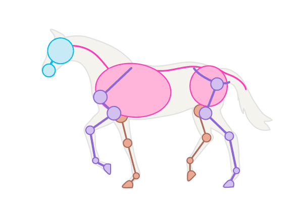 600x420 How To Draw Animals Horses, Their Anatomy And Poses