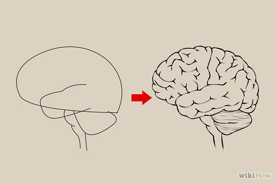 550x367 How To Draw A Brain