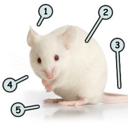 250x250 Drawing A Cartoon Mouse