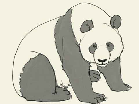 480x360 How To Draw A Cartoon Panda