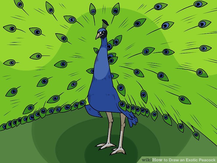 728x546 4 Ways To Draw An Exotic Peacock