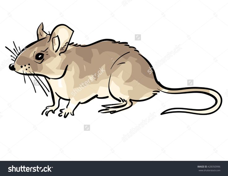 736x569 360 Best Animals