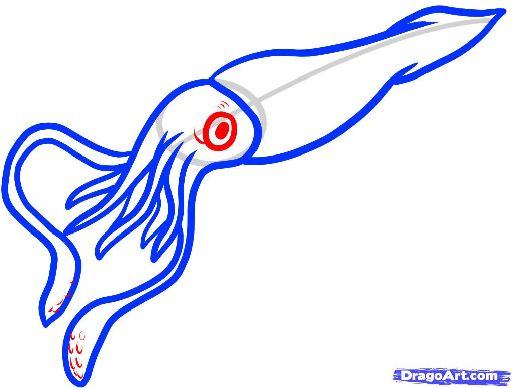 1018x771 How To Draw A Giant Squid, Giant Squid Step 4 Things To Draw