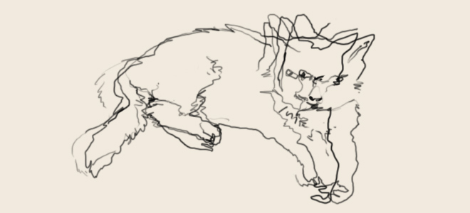 660x300 Cat Contour Drawing