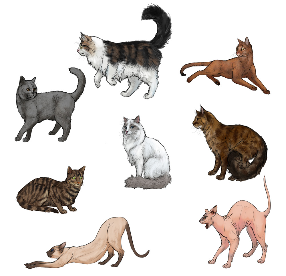 1000x967 How To Draw Cats Step By Step With Monika Zagrobelna