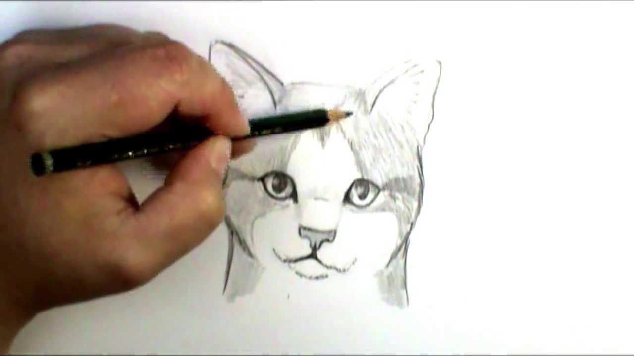 1280x720 How To Draw A Cat Face