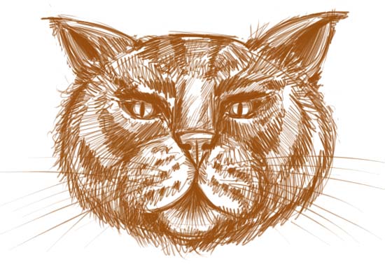 550x384 To Draw A Cat Face