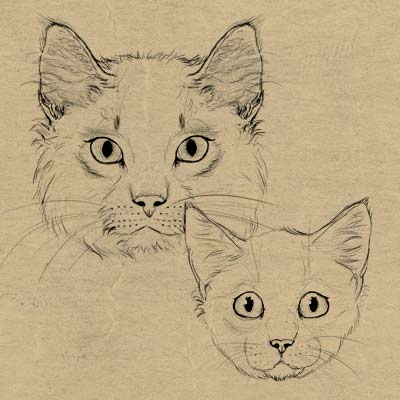 400x400 How To Draw Animals