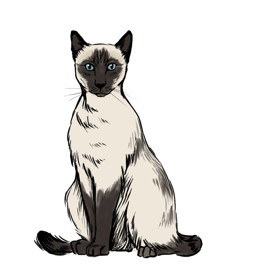 1100x1100 How To Draw A Siamese Cat 7 Steps (With Pictures)