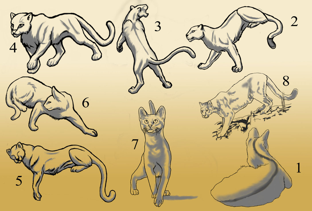 1088x735 Various Cat Poses By Wanderingdragon379