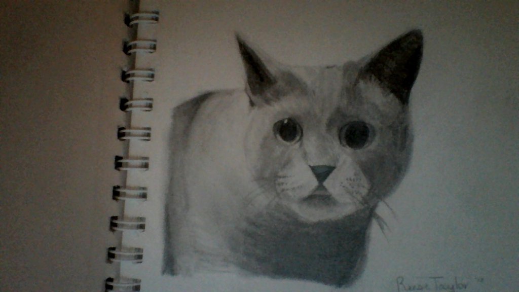 1024x576 Realistic Cat Drawing By Leevly