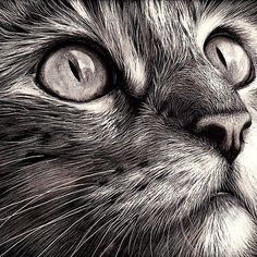 236x236 How To Draw Realistic Cats Realistic Cat Eyes Tutorial By