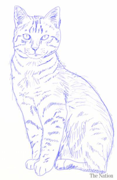 400x612 To Draw A Realistic Cat