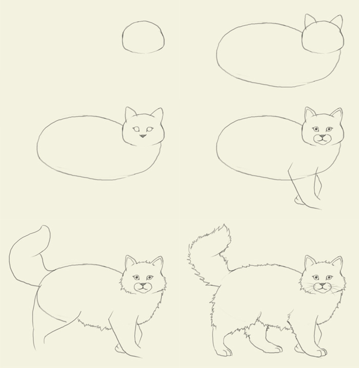 700x717 How To Draw Cat