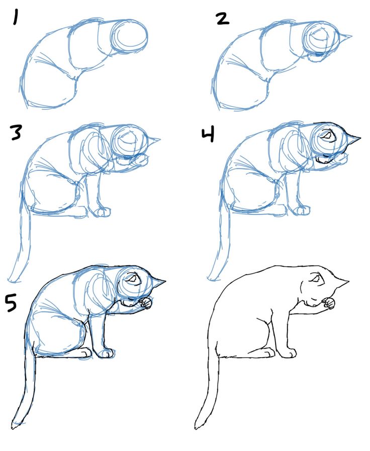 736x898 Step By Step Drawing Cats Learn How To Draw Cat Eyes Cats Step