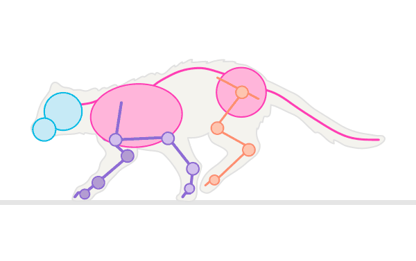 600x377 How To Draw Animals Cats And Their Anatomy