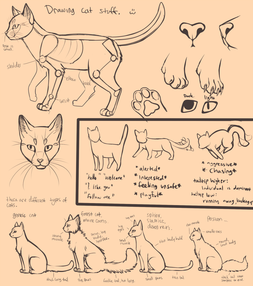 886x1000 So You Want To Draw Cats Tutorial By Amyvstheworld