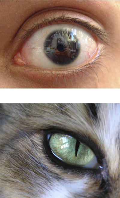 400x660 Drawing Realistic Cat Eyes