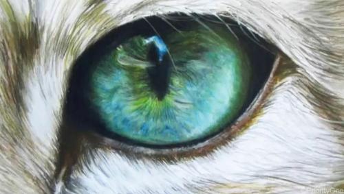 500x283 Cat Eyes Drawing