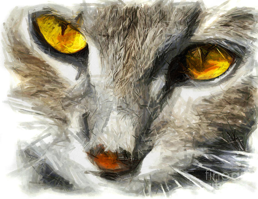 900x695 Grey Cat With Yellow Eyes