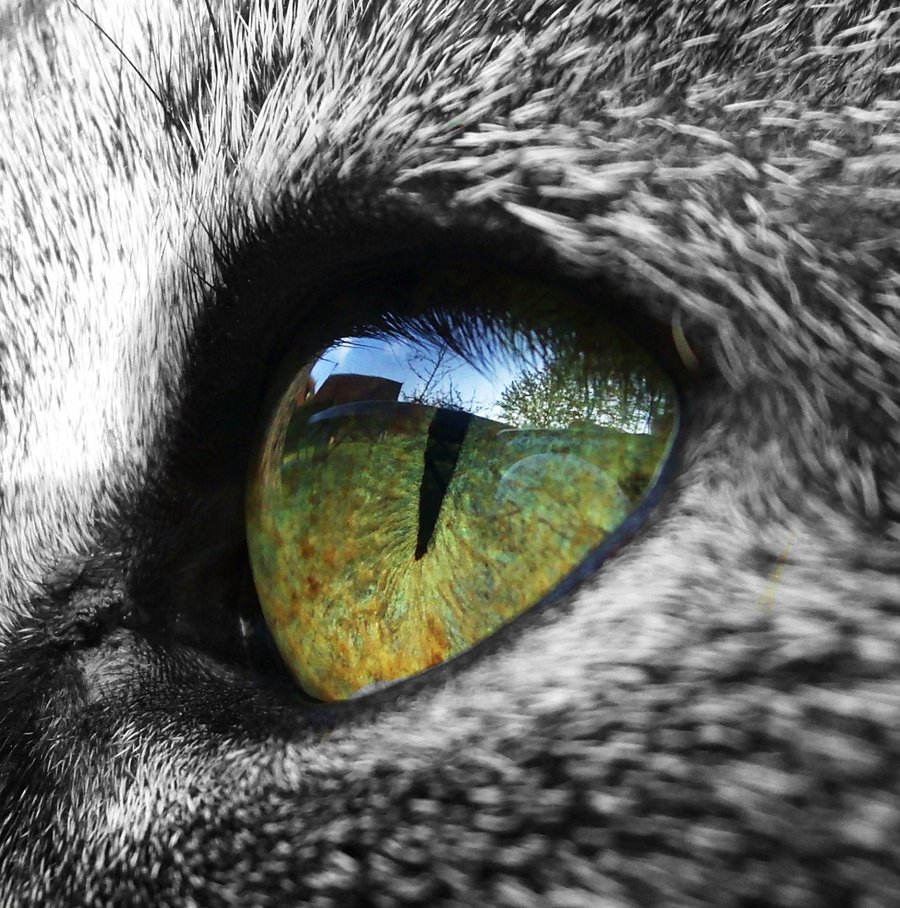 900x908 Cat Eye By Sinchensmiles