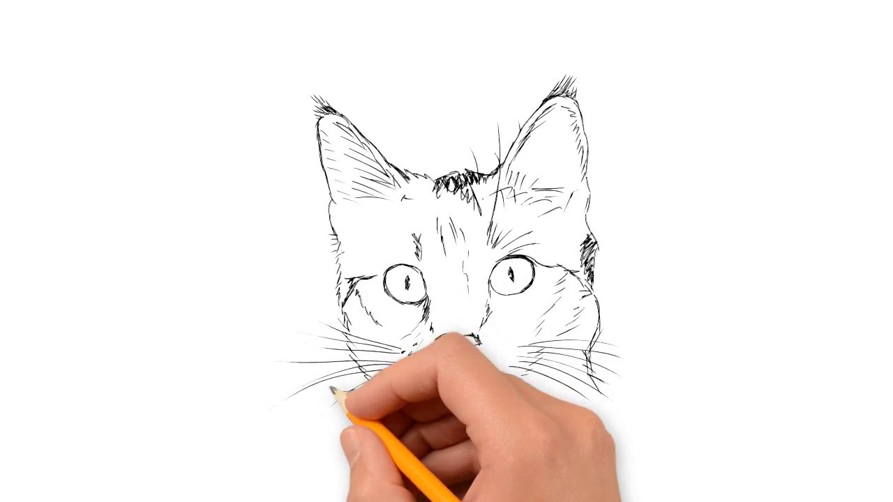 1280x720 Drawing Cartoon Cat Face Tutorial How To Easily Drawing Cats