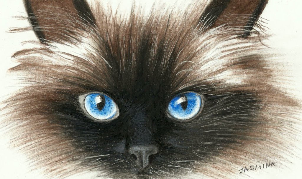1024x609 Siamese Cat's Face In Colored Pencil By Jasminasusak