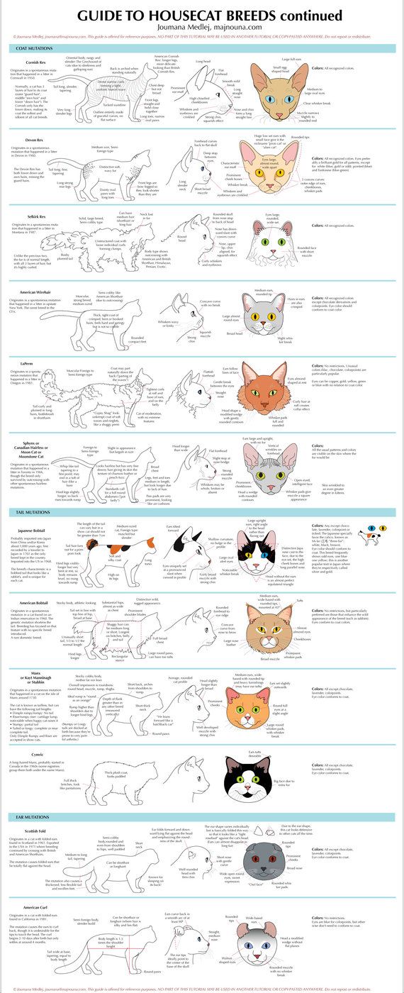 570x1400 10 Best Cat Guides Images On Animal Anatomy, Cute