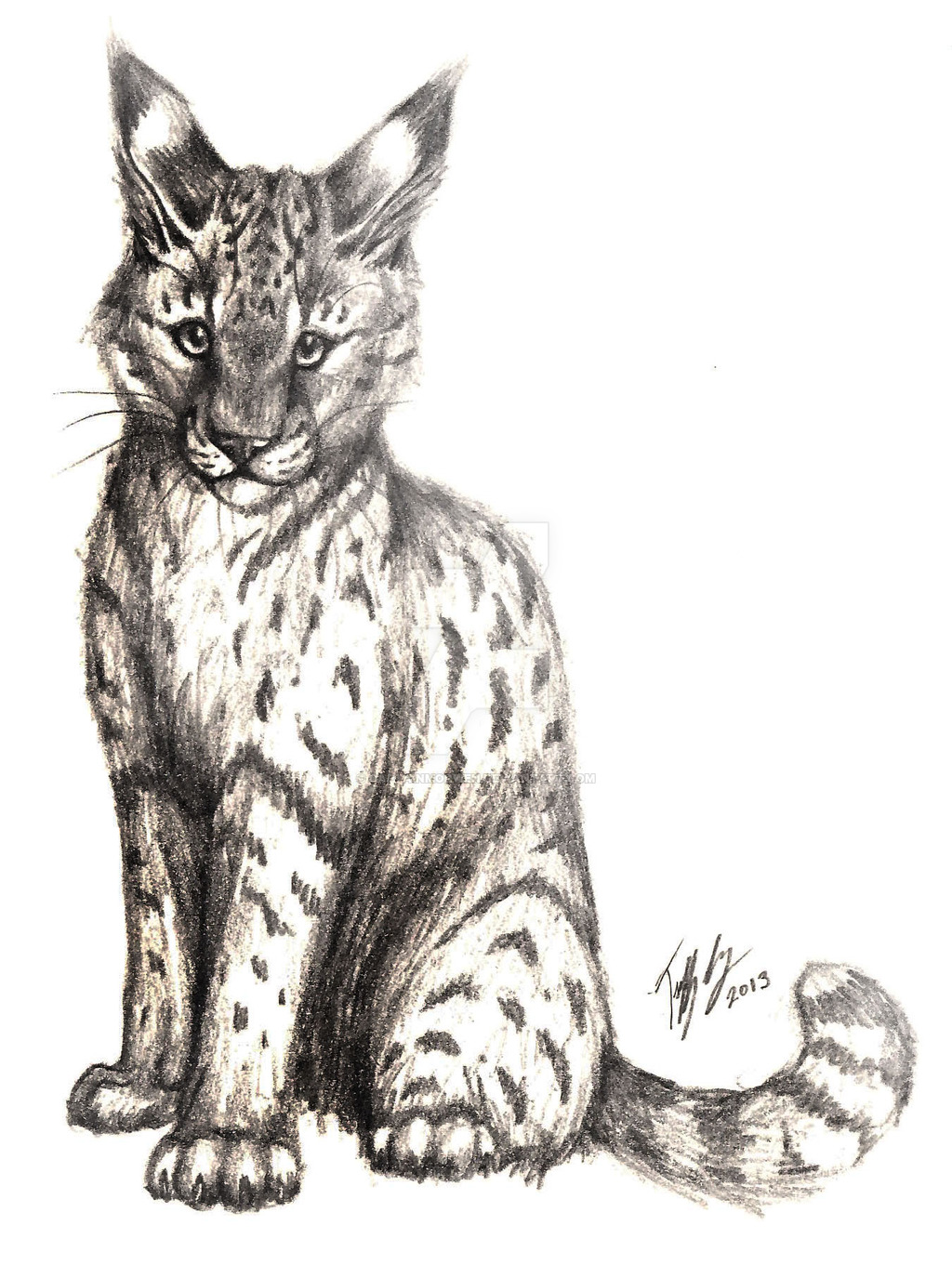 1024x1375 Wild Cat Pencil Drawing By Captainmorwen