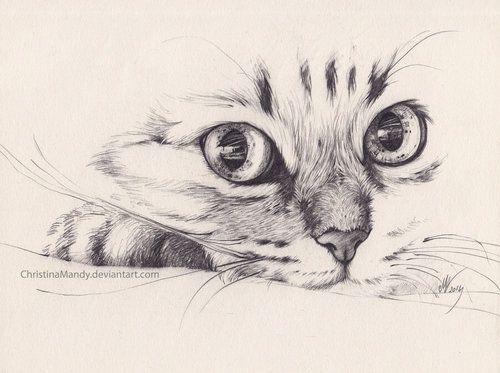 500x373 1304 Best Cats Illustrations Images On Kitty Cats, Cat