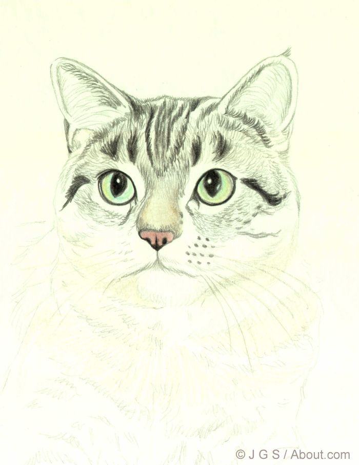 700x906 Draw A Majestic Cat In Colored Pencil Colored Pencils, Cat