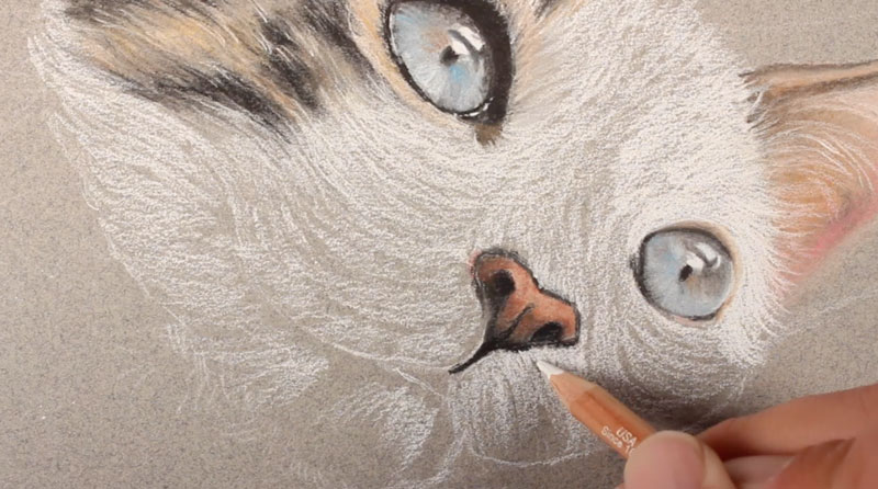 800x446 How To Draw A Cat With Pastels