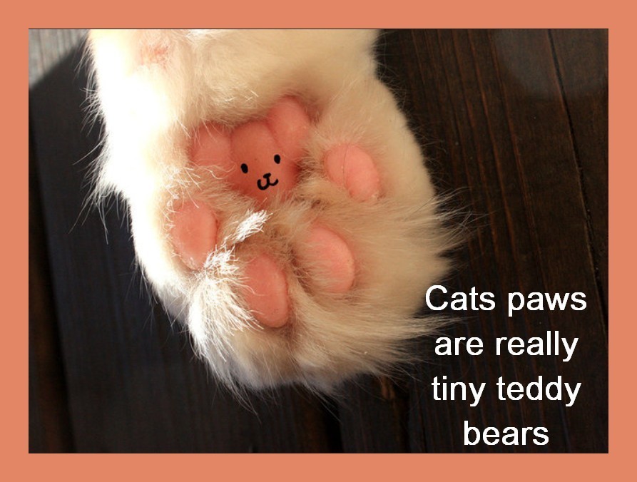 893x676 Cat Paws = Teddy Bears Why Evolution Is True