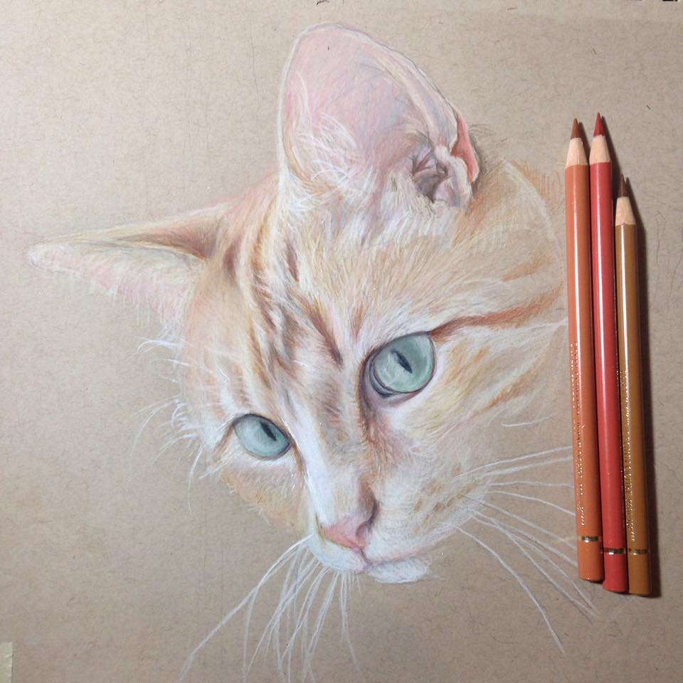 960x960 Started A Color Pencil Drawing Of My Sisters Cat By Machammac
