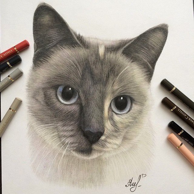 640x640 Cat Pencil Drawing By Gorba Caricature Drawing Painting