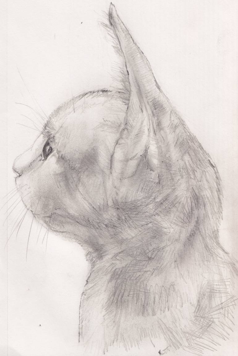 770x1152 Saatchi Art Cat Head Profile Drawing By Jeffrey Yount