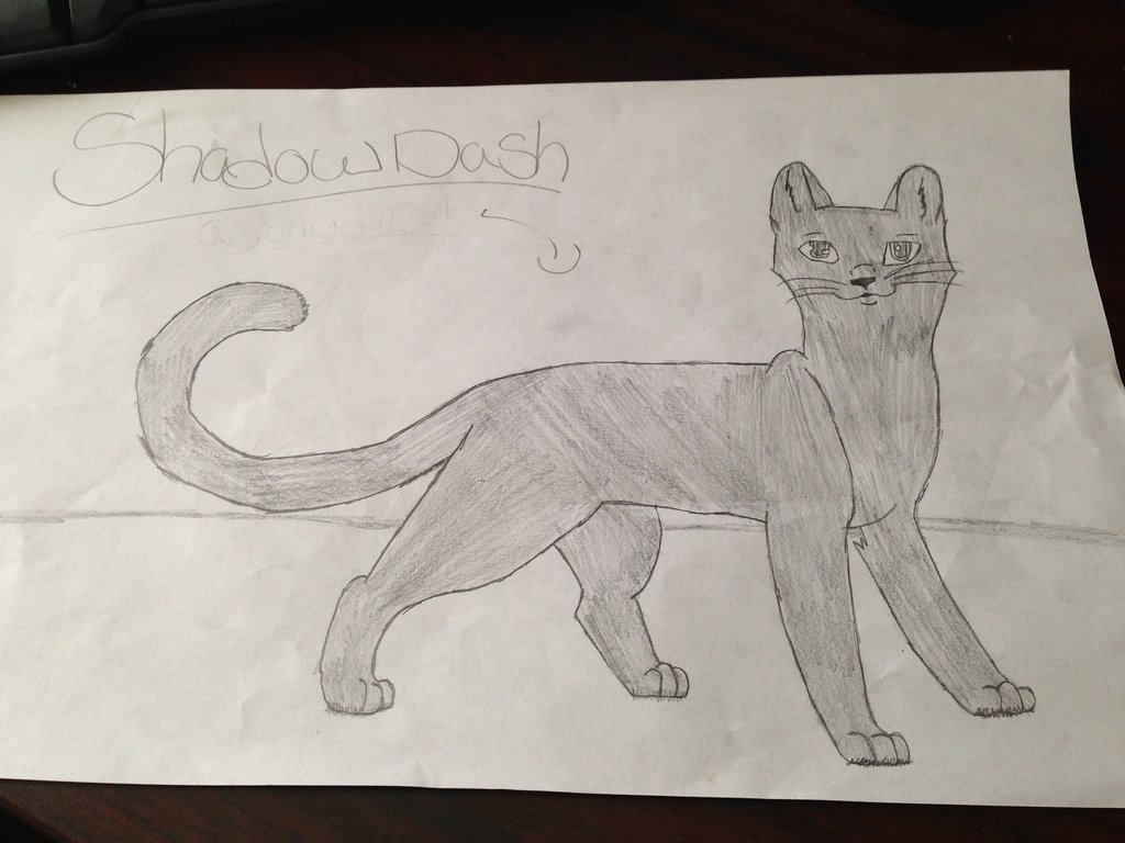 1024x768 My Drawing Of My Cat Shadow Dash By Xxsmilebrightxx
