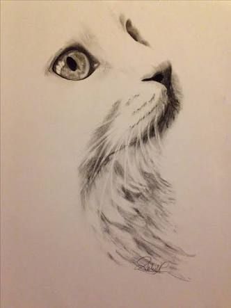 332x443 Image Result For Charcoal Cat Drawings Paintings
