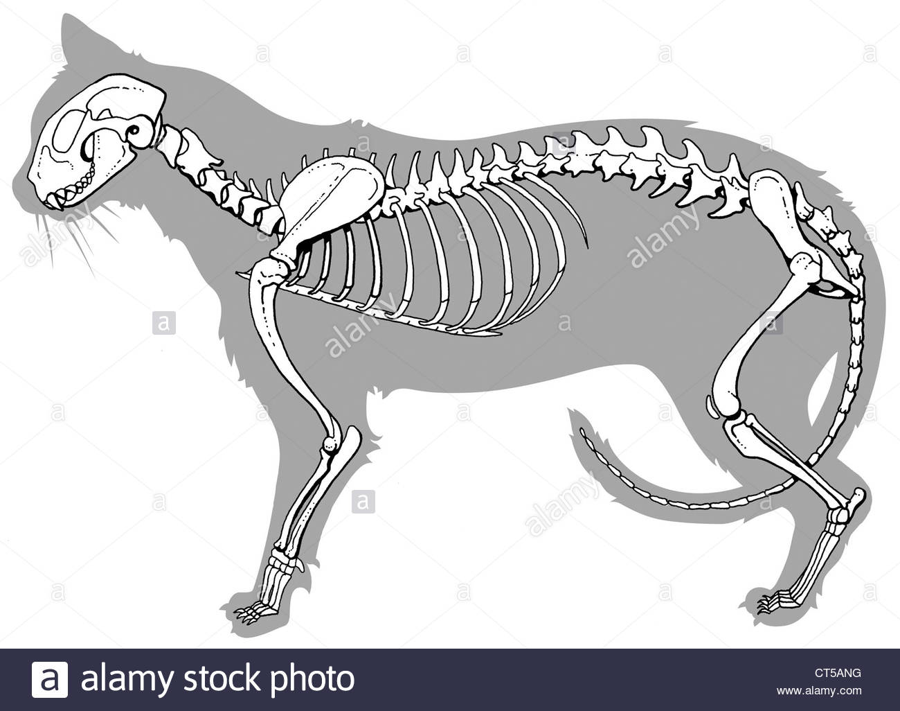 1300x1026 Cat Skeleton Stock Photo 49290684