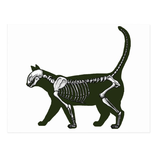 540x540 Cat Skeleton Postcard