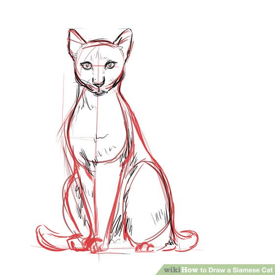 560x560 How To Draw A Siamese Cat 7 Steps (With Pictures)