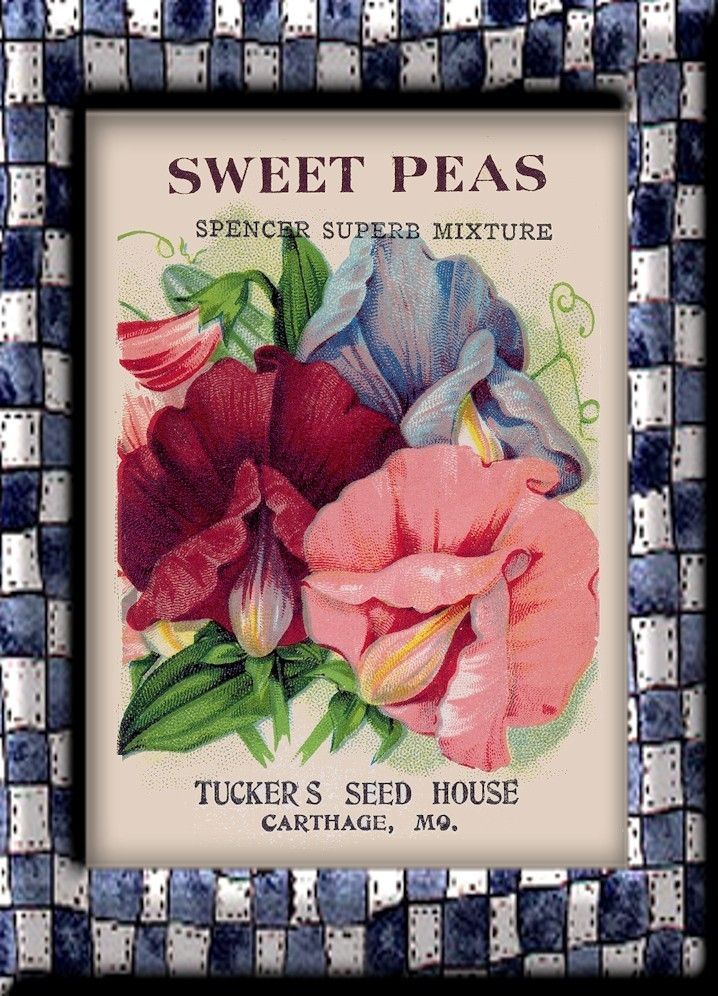 718x996 How to draw a sweet pea flower Sweet Peas Flower Packet