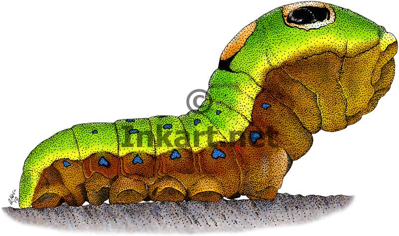 800x475 Spicebush Swallowtail Caterpillar By Rogerdhall