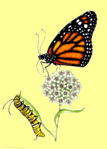 370x512 Drawn Caterpillar Butterfly Caterpillar
