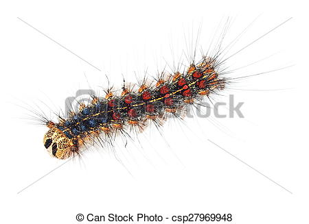 450x327 Gypsy Moth Caterpillar (Lymantria Dispar) Isolated On White