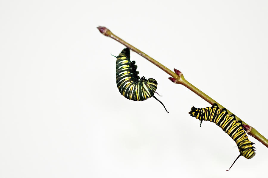 900x597 Monarch Caterpillar Photograph By Jim Mckinley