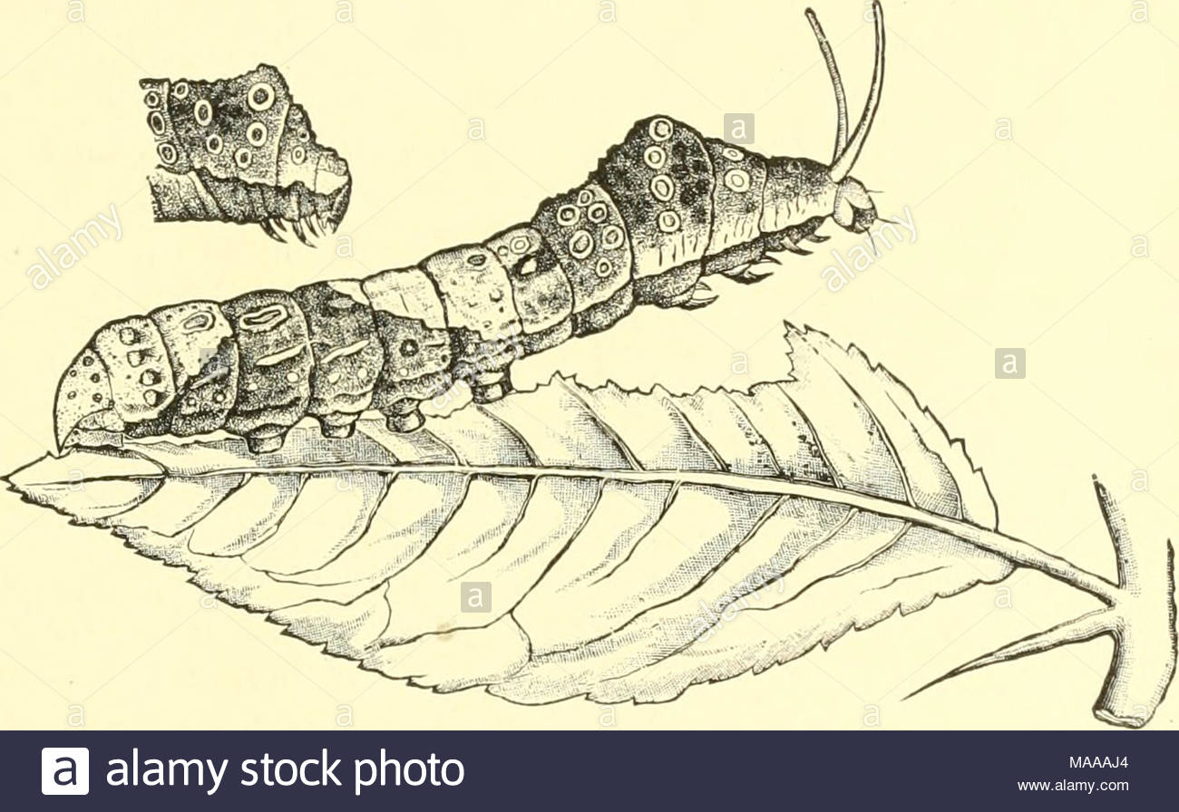 1300x896 Orange Dog Caterpillar Stock Photos Amp Orange Dog Caterpillar Stock