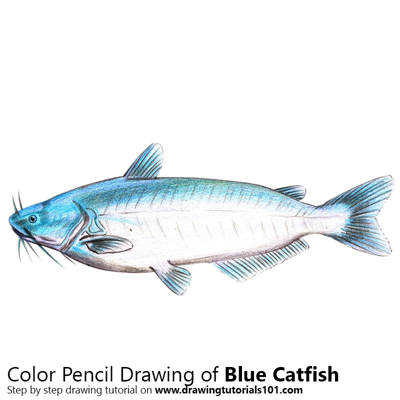 800x800 Blue Catfish Colored Pencils