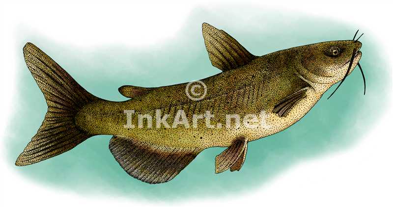 800x422 Channel Catfish Stock Art Illustration
